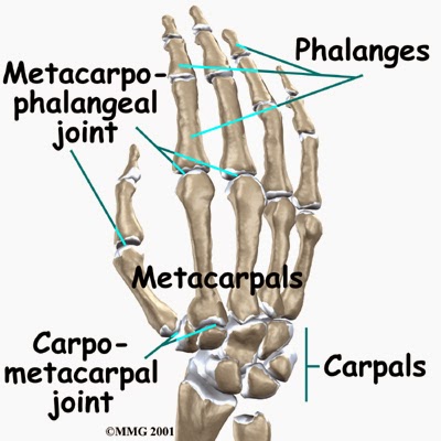 Metacarpophalangeal Joint (MCP) - Back2Health4You